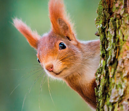 gu&iacute;a de compras