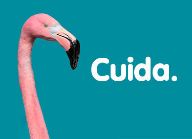 cuida