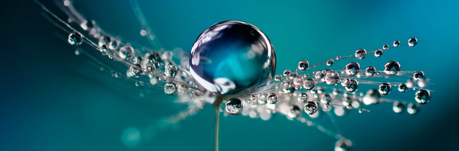 fotografia macro